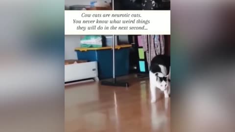 You Laugh You Lose 😂Funniest Cats and Dog Videos 🐕Part 09 Try Not To Laugh Cats Compilation video