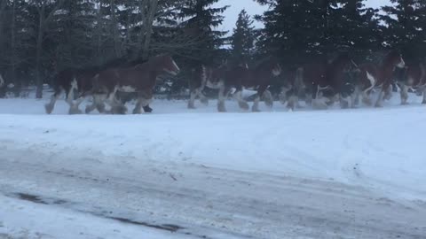 Clydesdales Will Be Home for Christmas