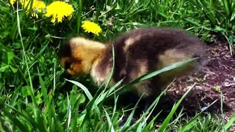 Abandoned gosling finds hope with caring family