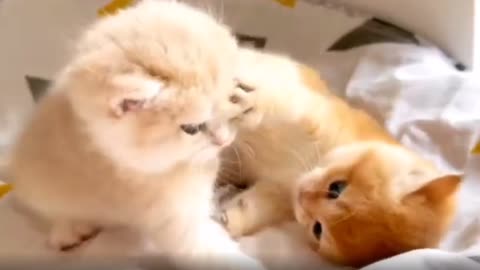 "Feline Affection: Cats Who Stole Our Hearts