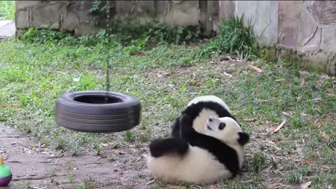 "Hey, now it's my turn to swing"!! The 100th day after the birth of panda Meilun and Meihuan
