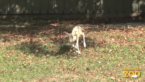 New Addax Calves at Brookfield Zoo