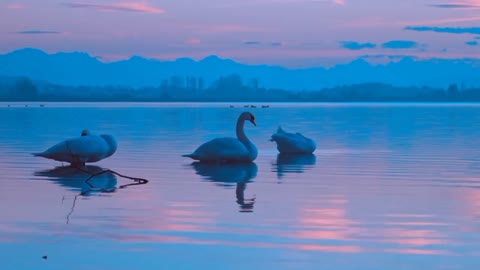 beautiful natural evening scene of sleeping swans in the blue water