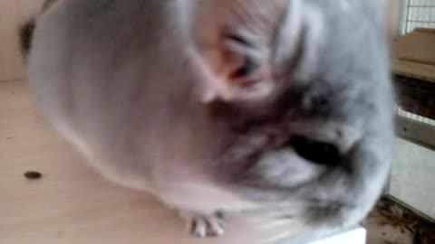 Funny chinchillas