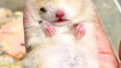 Cutehamstersleepingmoment#cutehamster#hamster#hamstershorts#shorts#pets#funnypets#hamsters