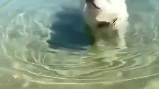 Dog swimming1