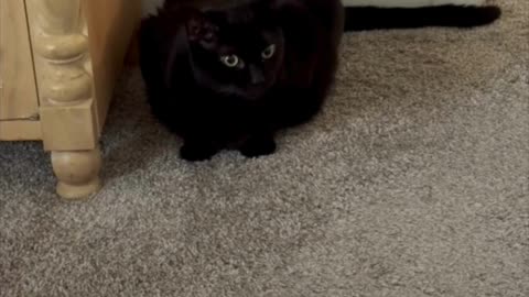 Adopting a Cat from a Shelter Vlog - Cute Precious Piper Guards the Room and Nightstand #shorts