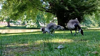 Goose Family with Teens