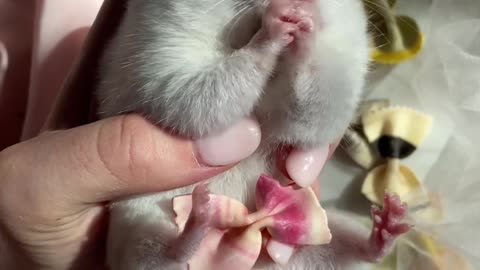 Cuty Rat