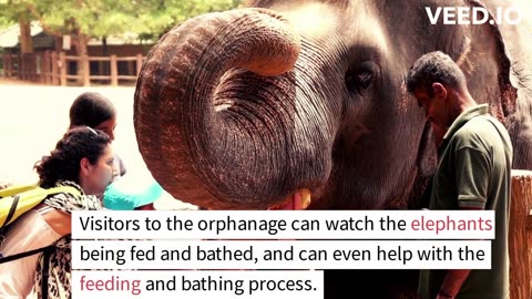 home and care for orphaned elephants in Srilanka