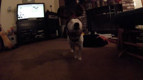 Eyeless Jack Russell thinks she's a reindeer!