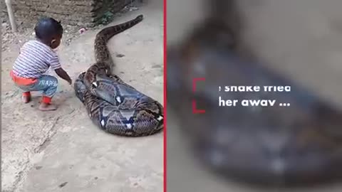 Toddler manhandles python outside his home