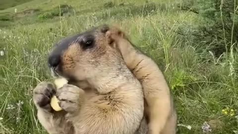 This Marmot doesn't Want To Share His Meal With Others. So Cute And Funny Video.