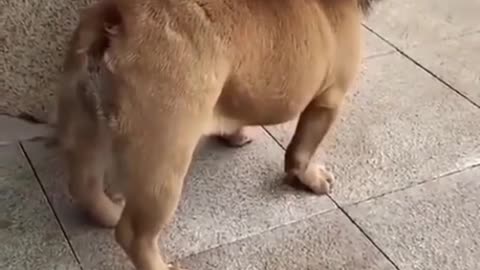 Funny dog video🤣 Must watch
