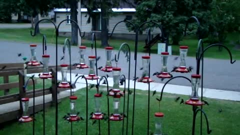 Hummingbirds Swarm Food Feeders