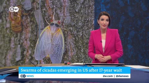 Swarms of cicadas emerge in US _ DW News