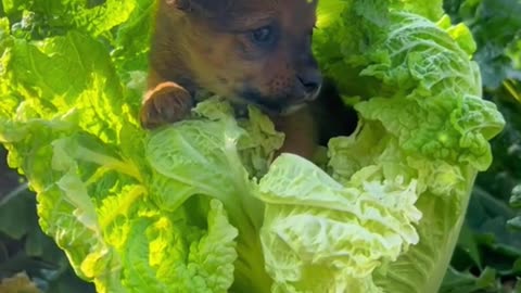 There is a little dog inside the cabbage