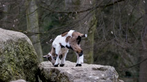 Goat Cub Small Cute Rock