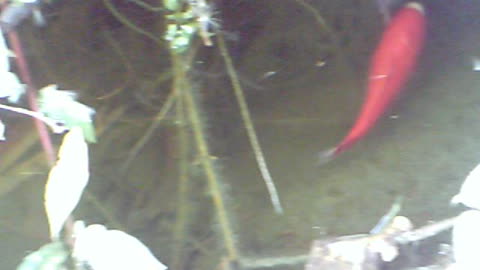 fish swimming in the cold pond