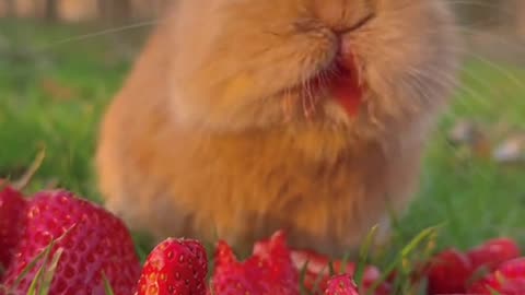 brownie bunny eating strawbery