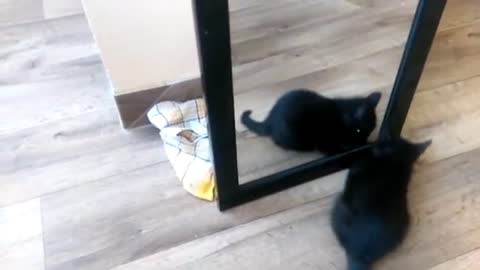 Kitten fights with the mirror for the first time