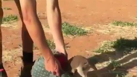 kangaroo funny video
