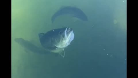 Giant Fish CHASES and INHALES Bait!
