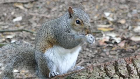 grey #squirrel enjoying a nut on a log in the park #shorts #viralshorts