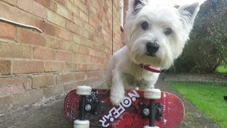 Talented Westie Puppy Shows Off Some Incredible Skills