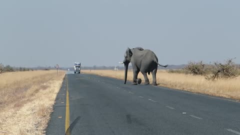 elephant tusks|documentary|african bush elephant|#animals|Susantha11|#shorts