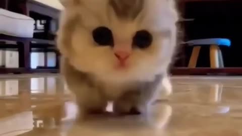 Cute baby cat Animal funny. viral.short