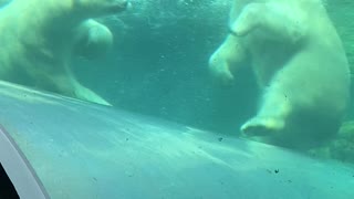 Polar Bears Play in the Pool