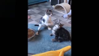 Three cute kittens grabbing small fish