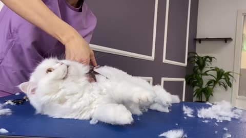 Cute White Persian Cat's Hair Salon