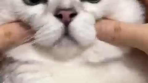 Funny cat video 🤣🤣🤣