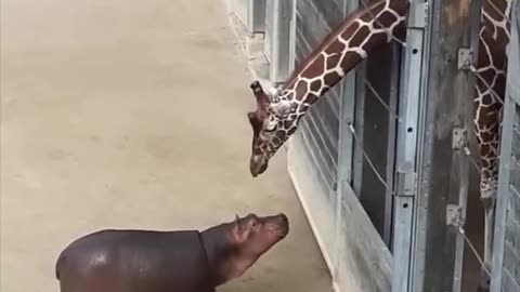 Adorable Encounter: Baby Hippo's First Meeting with a Giraffe