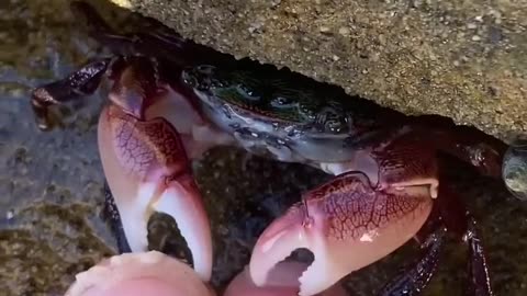 Crab pedicure #ASMR crab munching on dead skin sounds