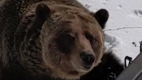 Grizzly bear pops out of winter den for the first time