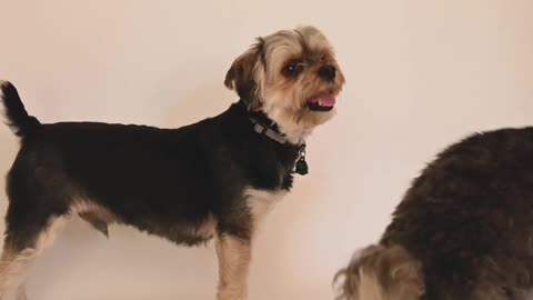 Two dogs playing around, One enjoys other dog's funny stunt, a very cute moment with dogs