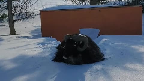 Newfoundland blizzard makes it impossible for this ram to get around