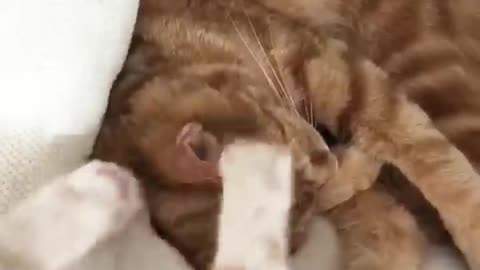 This Cat Hated His New Kitten Brother... At First _ The Dodo