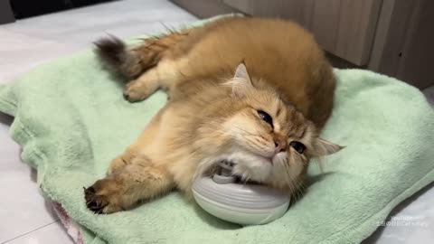 So funny and cute😂!The duck went all out to find the kitten and let the cat hold him close to sleep