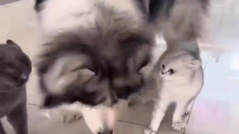 Husky love cats