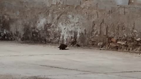 Cat hunting rat-gato cazando rata