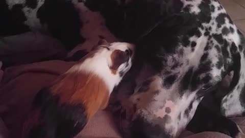 Great Dane And Guinea Pig #2