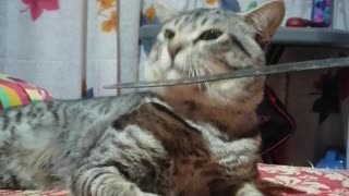 Cute Domestic Shorthair Cat In Bed Playing With A Toy Sword