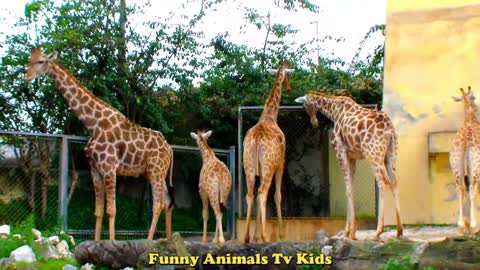 GIRAFAS Bisonte Tartaruga | Giraffes Bison Turtle - Funny Animals TV KIDS