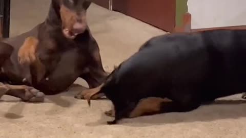 DOBERMAN TRAINING TWO DOBERMAN #part 13