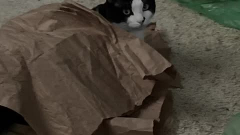 Cat's recycling