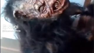 Alleged Werewolf And Captured In Bahia (Brazil)